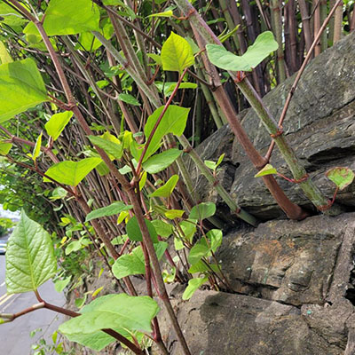 Accuval Japanese Knotweed